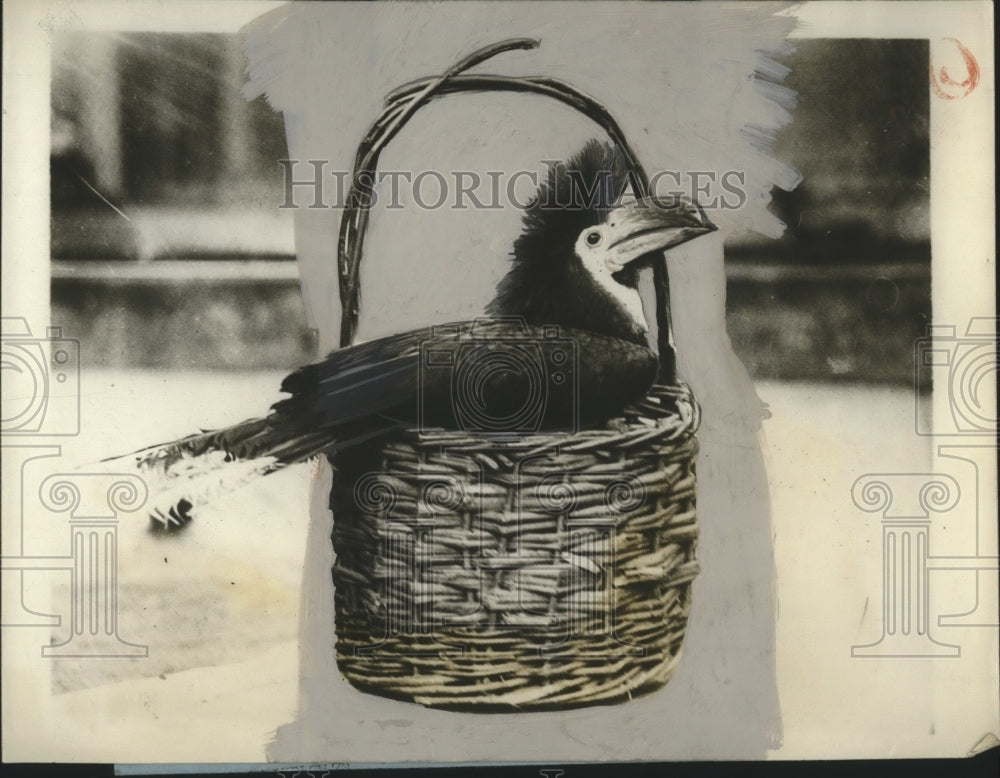 1927 Press Photo Big Bill the Hornbill at Zoological Gardens sleeps in a basket - Historic Images