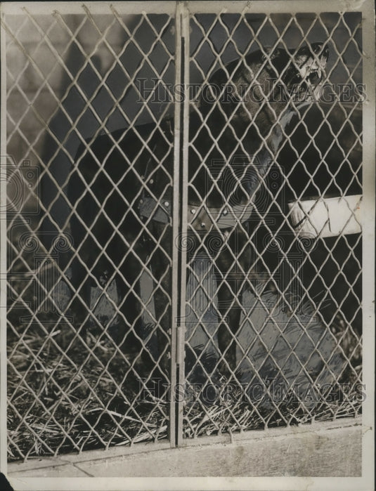 1934 Press Photo German Police Dog Euthanized for Killing 18-Month-Old Baby - Historic Images