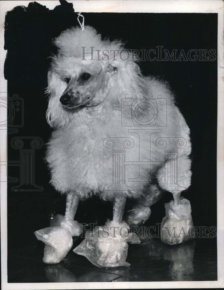 1957 Press Photo Poodle in plastic boots at International Show in London - Historic Images