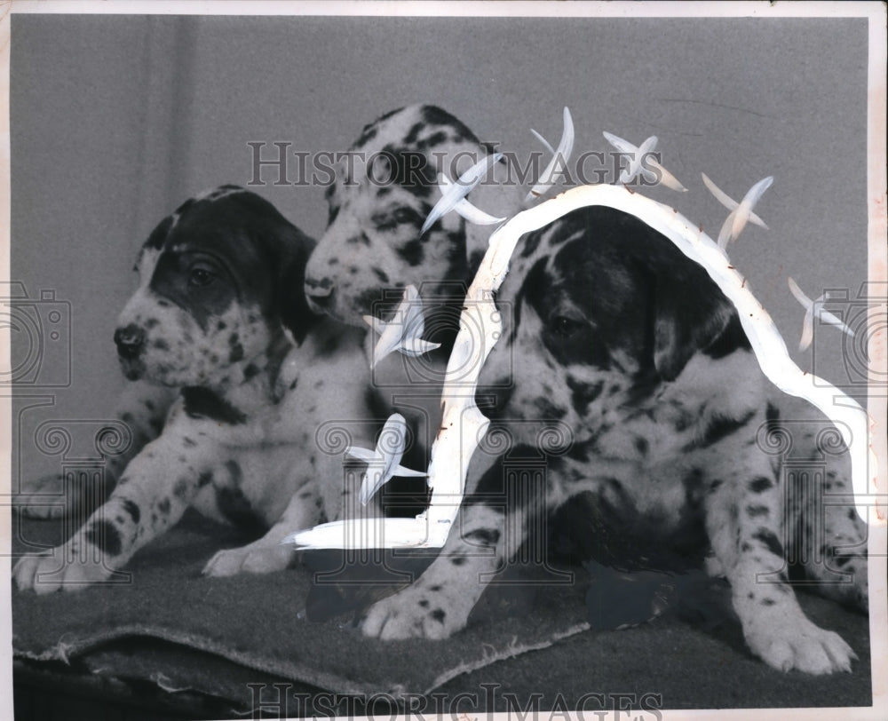 1971 Press Photo Great Dane Puppies - neo16511-Historic Images