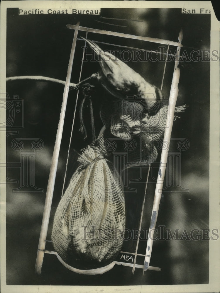 1926 Chicadee bird with young in a net bag nest-Historic Images