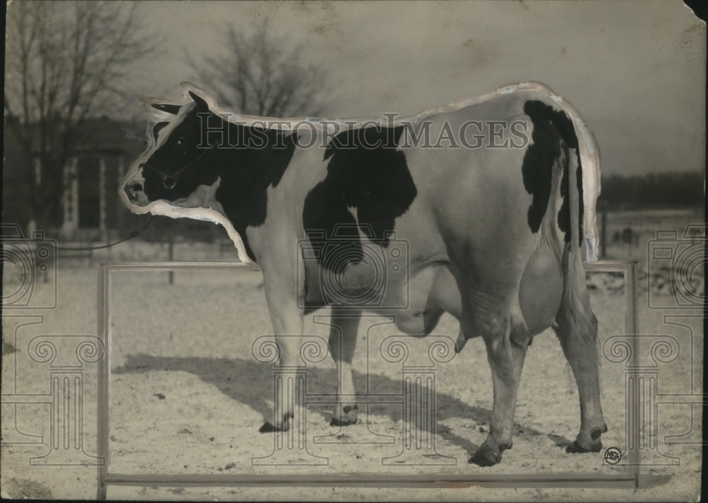 1925 Press Photo Illini Homestead a Piebe Bonheur milk cow - neo17881-Historic Images