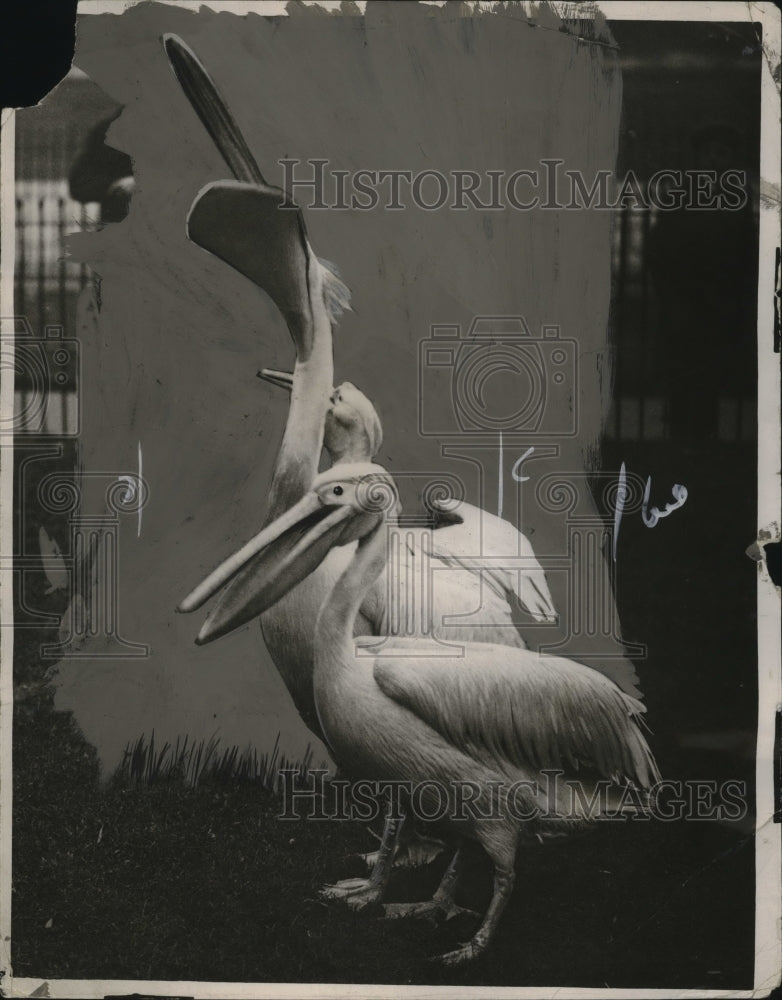1915 Press Photo Pelicans in St. James Park in Capital - Historic Images
