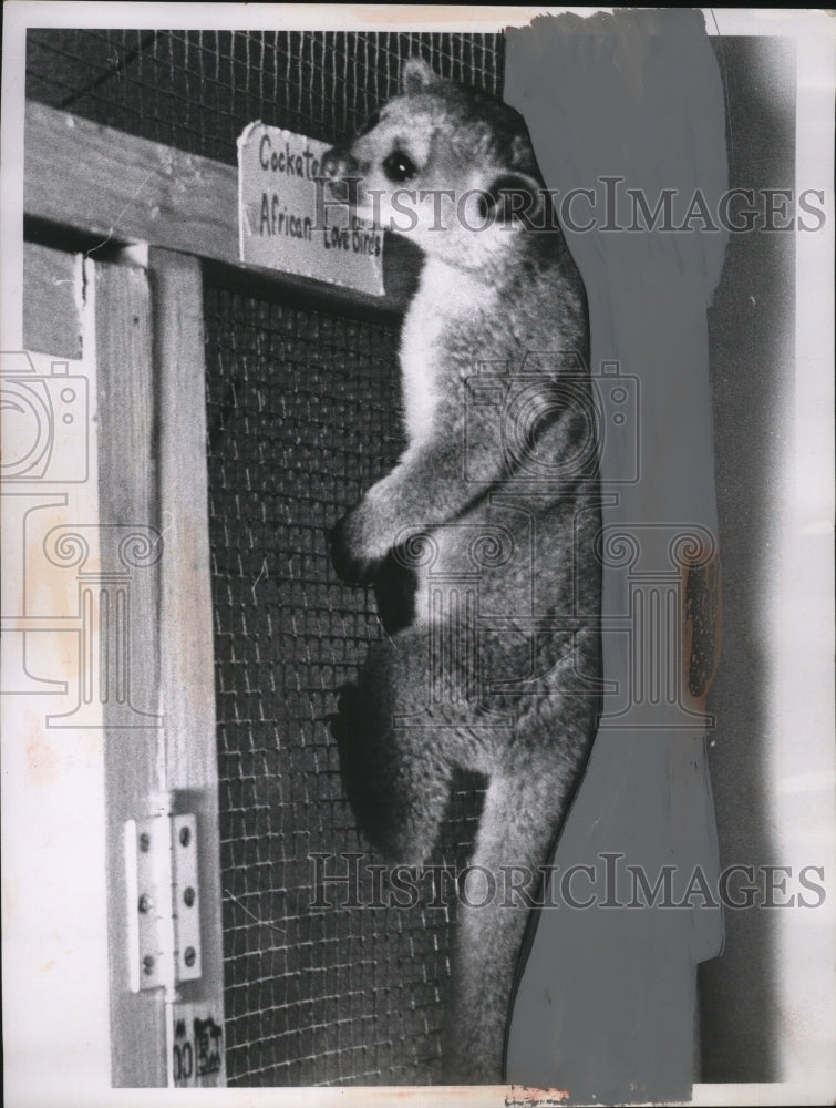 1961 Press Photo A kinkajou climbs wire fence at a zoo - neo20496-Historic Images