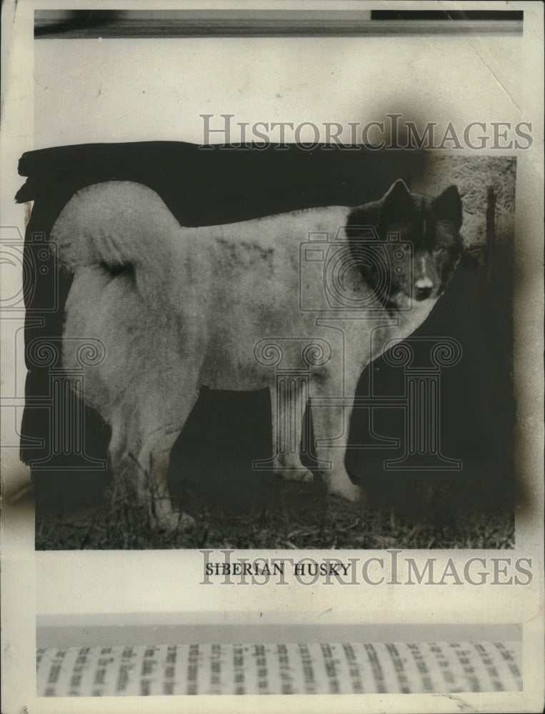 1927 Press Photo A Siberian Husky dog on exhibit - neo20511-Historic Images