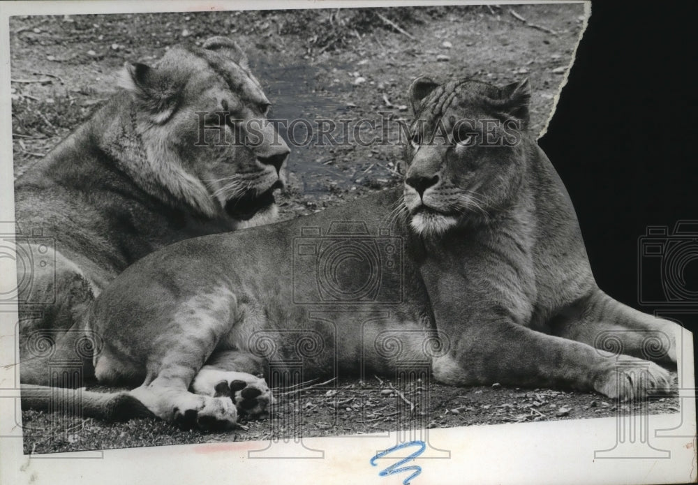 1970 Press Photo Lions - neo20767-Historic Images