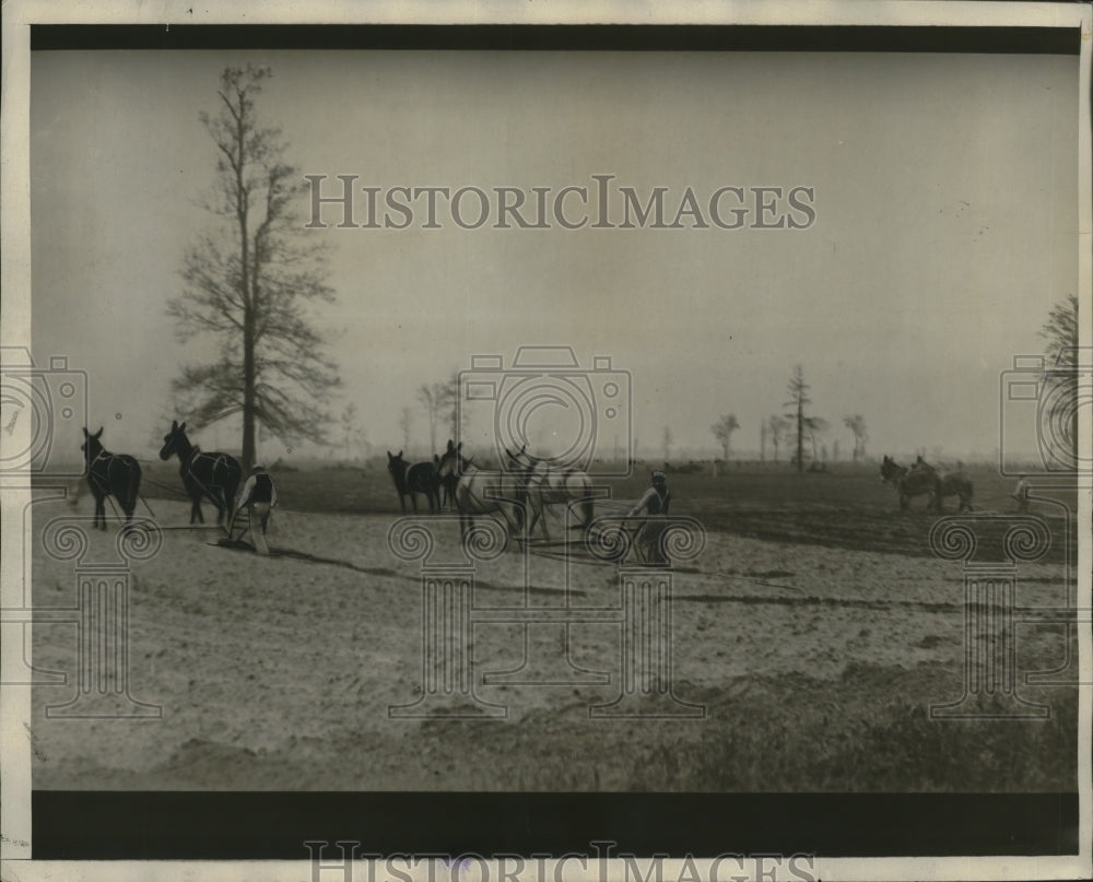 1931 Press Photo Mules Plowing Field - neo22524-Historic Images