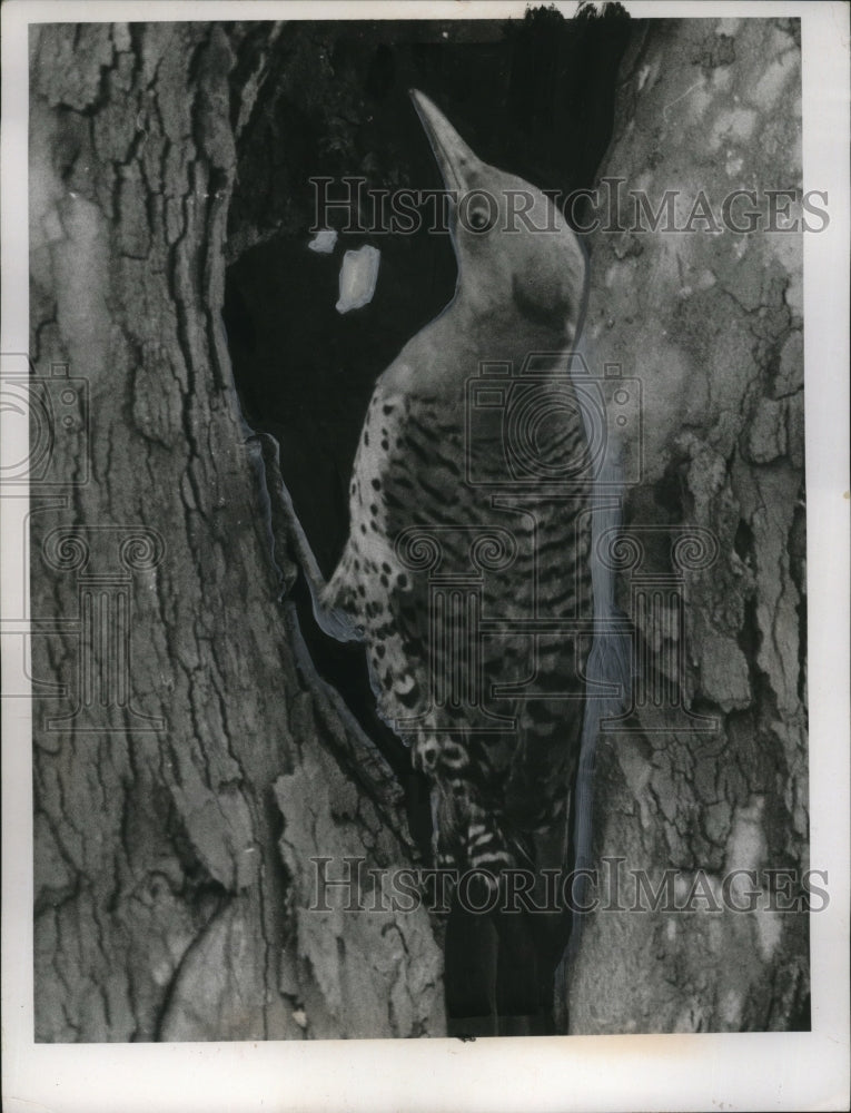 1966 Press Photo Woodpecker Bird - neo22886-Historic Images