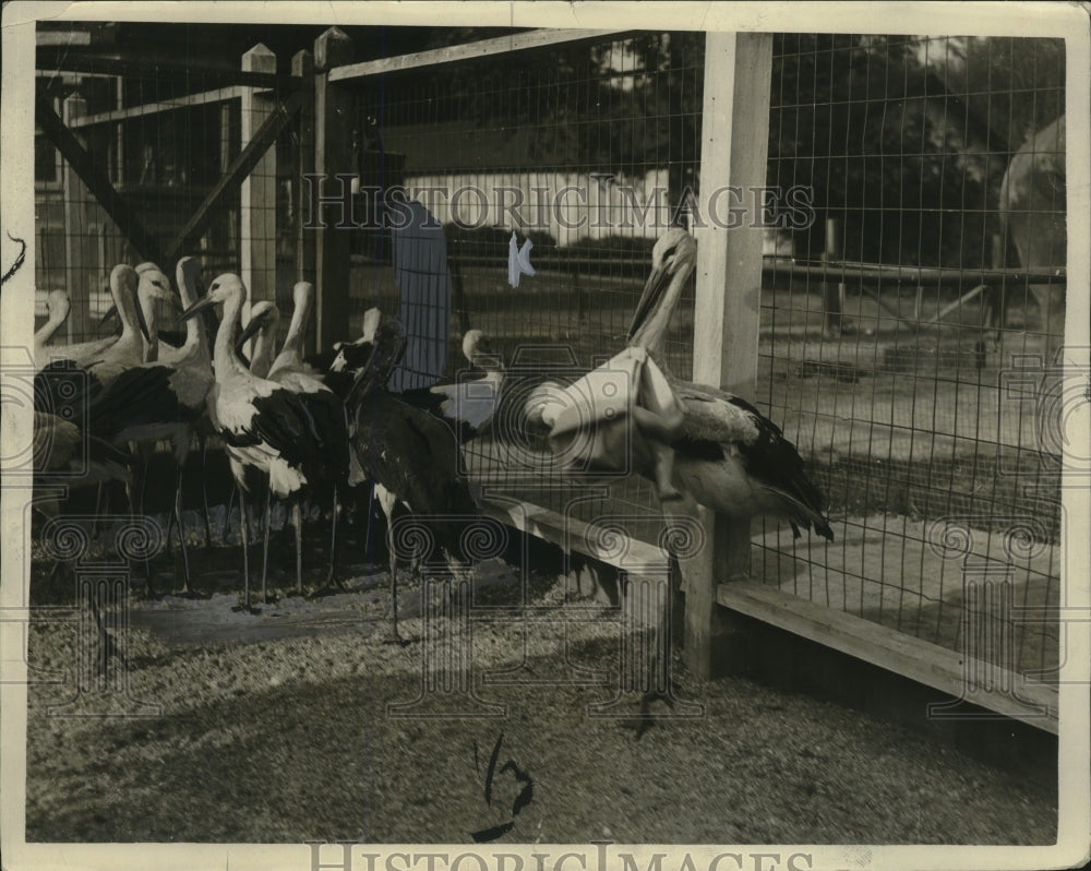 1921 Press Photo Stork Birds in Zoo - neo23615-Historic Images