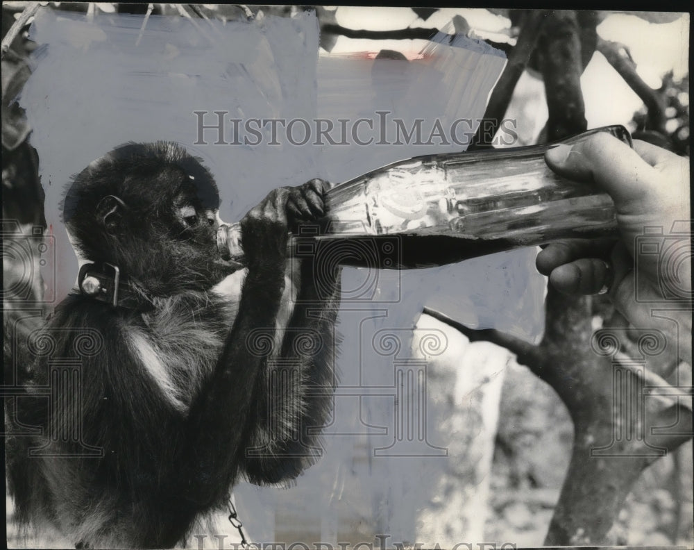 1966 Press Photo Mexico City Monkey Drinking Coca-Cola - neo23685-Historic Images