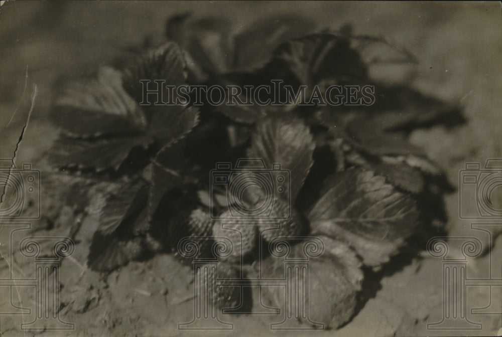 1926 Press Photo Strawberries - Historic Images