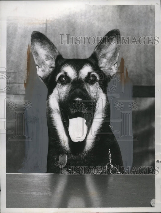 1957 Press Photo German Shepherd Dog "Chip" of Animal Protective League-Historic Images
