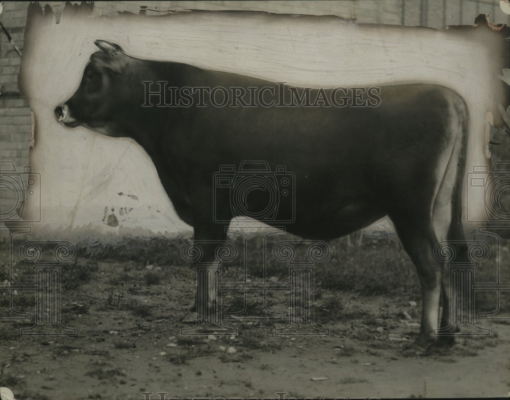 1928 Press Photo Cow - neo25011-Historic Images