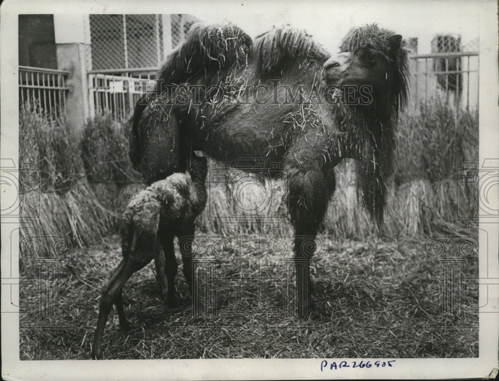 1934 Press Photo Baby camel &amp; it&#39;s mother at New Paris Zoo - Historic Images