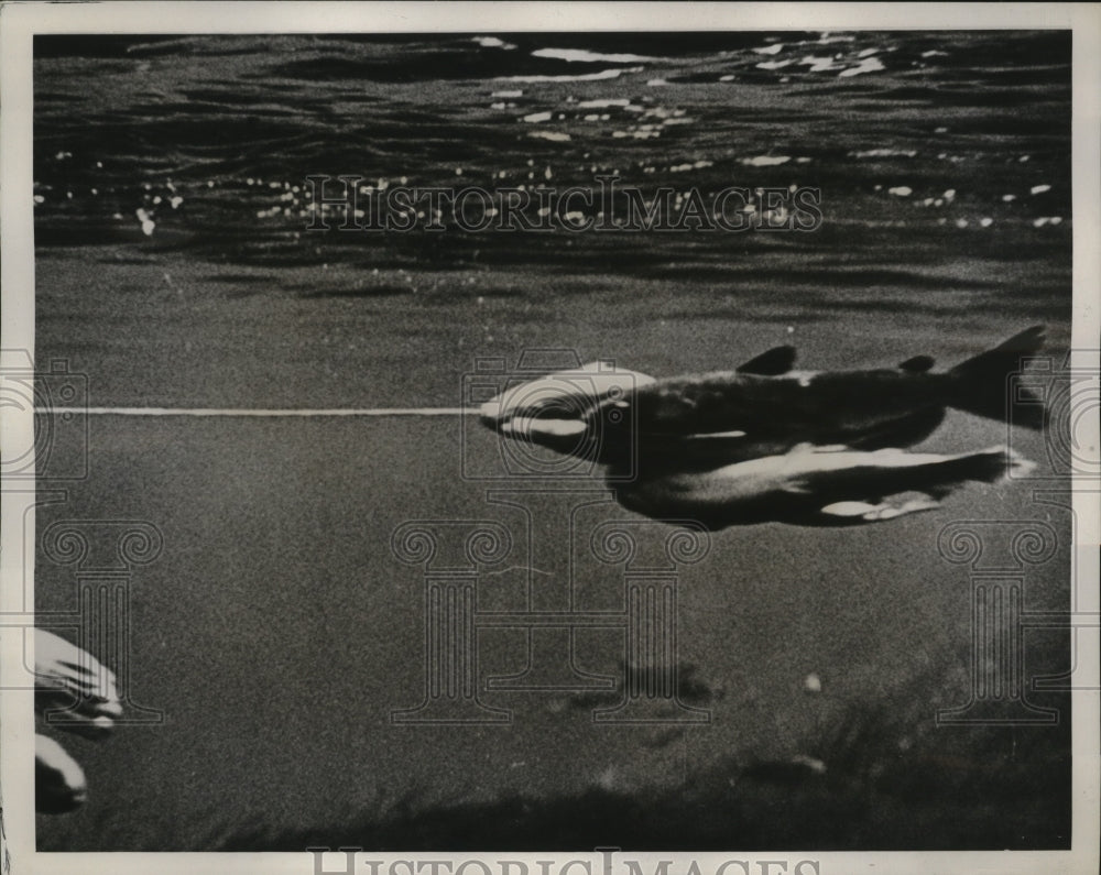 1938 Silver Springs Fish on the line brought to the surface - Historic Images