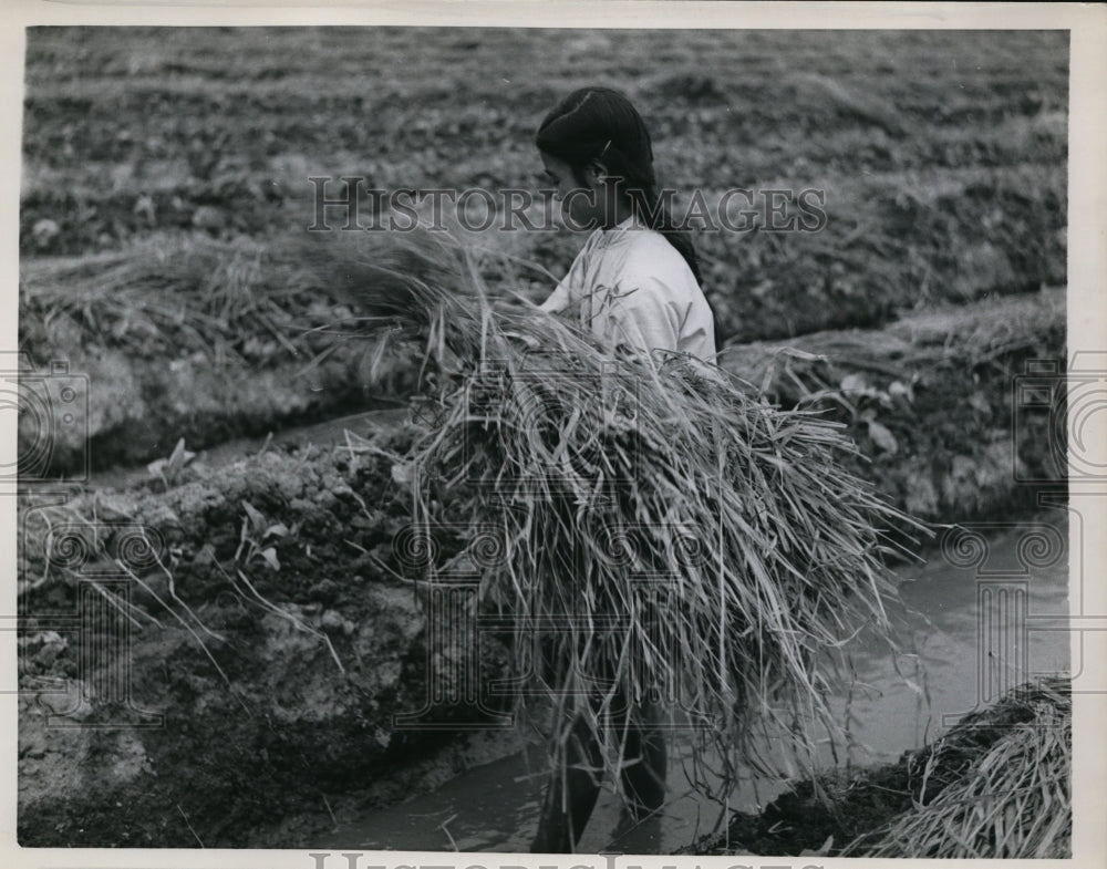 1965 China Girl collects hay in fiend  - Historic Images