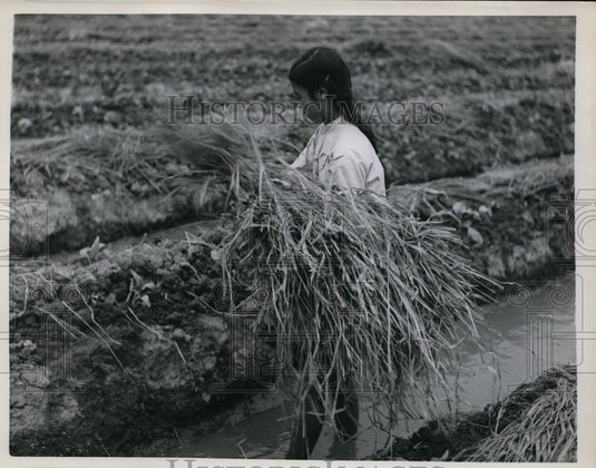 1965 China Girl collects hay in fiend  - Historic Images