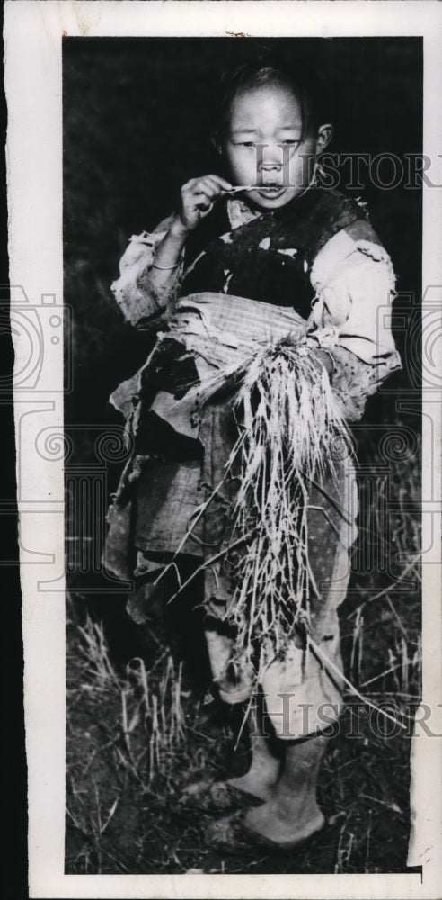 1947 Child in China holding a stack of straw while chewing a piece - Historic Images