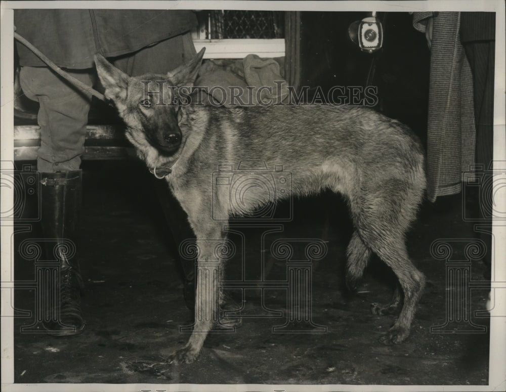 1940 Press Photo Police dog lost in 8th Ave subway picked up by ASPCA - Historic Images