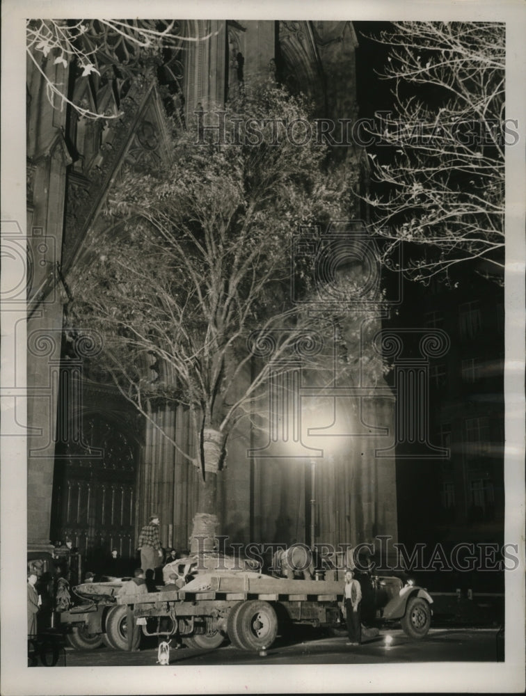 1939 Press Photo New York First elm planted in front of St Patricks Cathedral - Historic Images