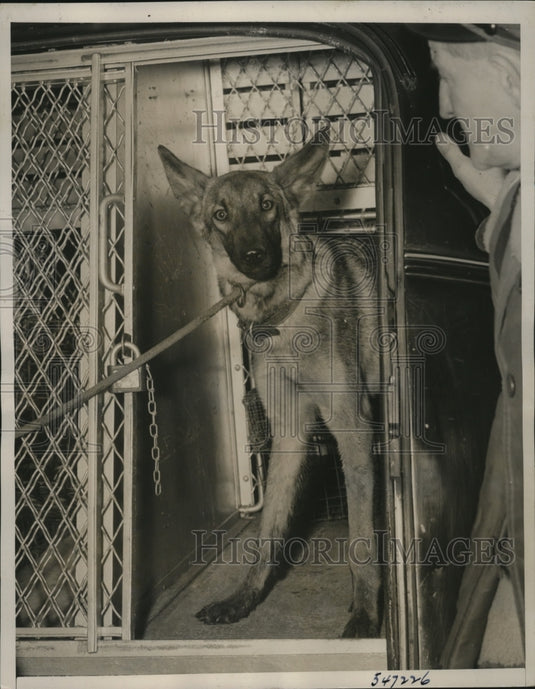 1940 Press Photo New York Young police dog sets pace for subway train - Historic Images