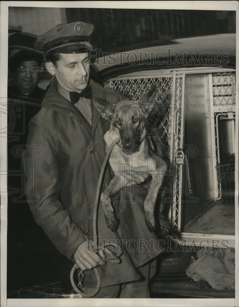 1940 Press Photo Police dog that got loose in New York City subway tunnel - Historic Images