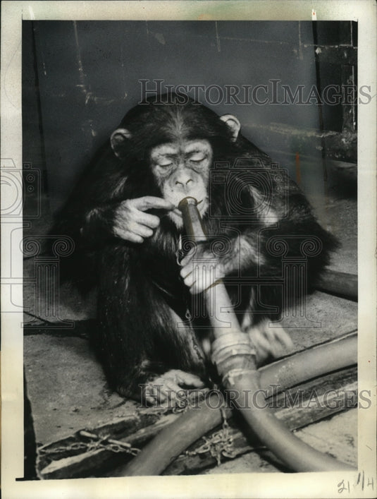 1943 New York Cookie the Chimpanzee blows through hose at Bronx Zoo - Historic Images