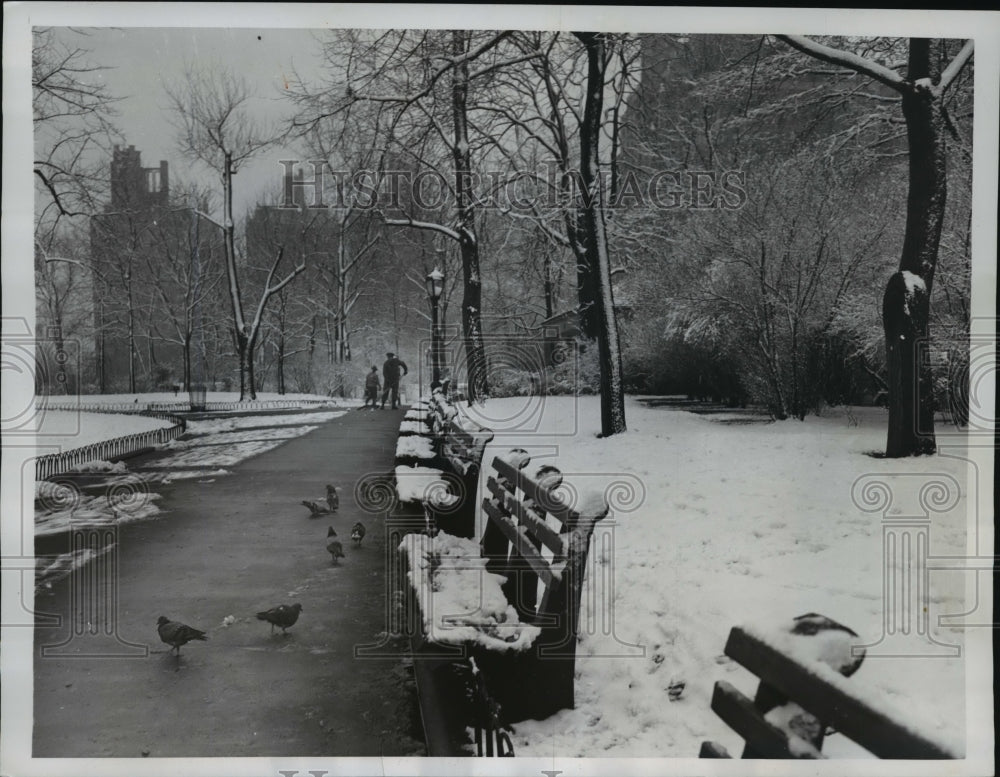 1950 Press Photo New York Pigeons in Schurz Park - nera08882 - Historic Images