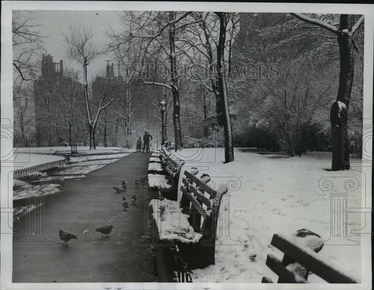 1950 Press Photo New York Pigeons in Schurz Park - nera08882 - Historic Images
