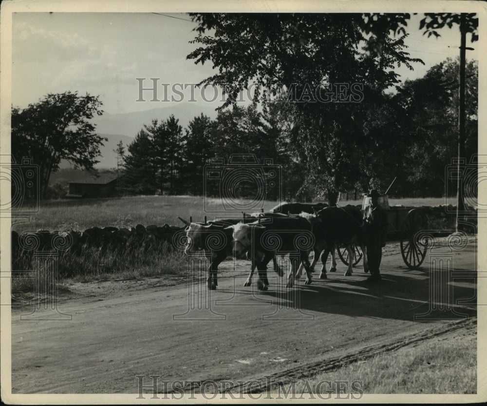 Intervale NH Farmer walks next to horse drawn cart on highway 16 - Historic Images