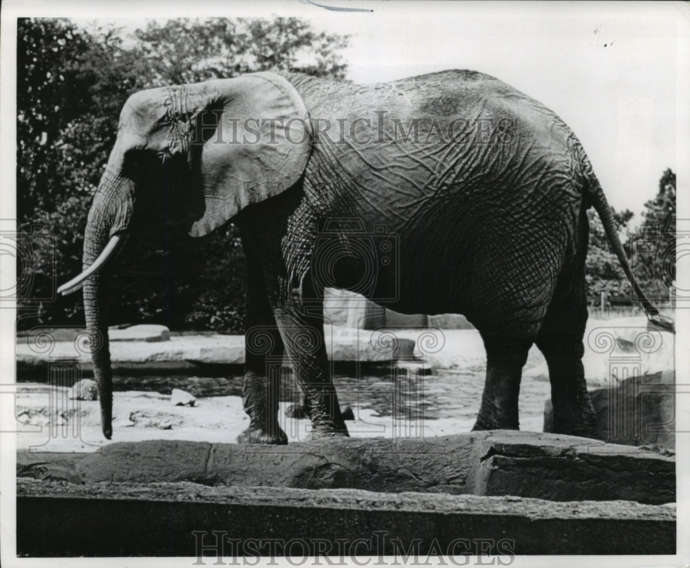 New York African Elephant at the Bronx Zoo  - Historic Images
