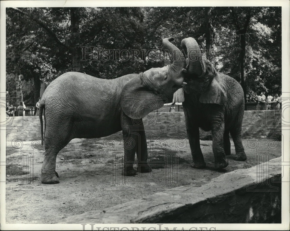 Press Photo Two elephants in a zoo - nera12836 - Historic Images
