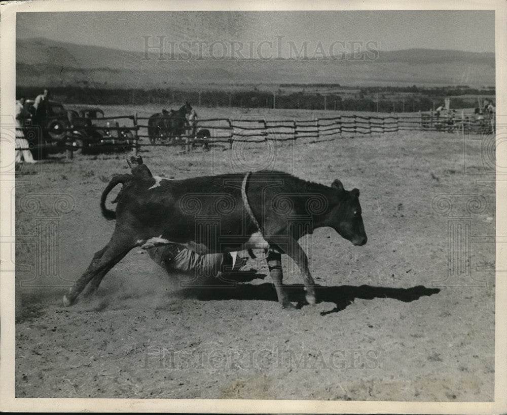 1936 Press Photo Cowboy thrown from steer at McCarty &amp; Elliott ranch - nes06041 - Historic Images