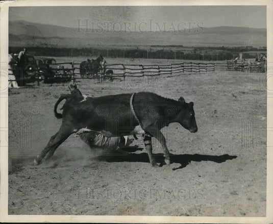 1936 Press Photo Cowboy thrown from steer at McCarty & Elliott ranch - nes06041 - Historic Images