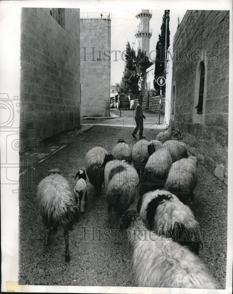 1970 Press Photo Sheep in Bethlehem Streets at Christmas - nes07850 - Historic Images