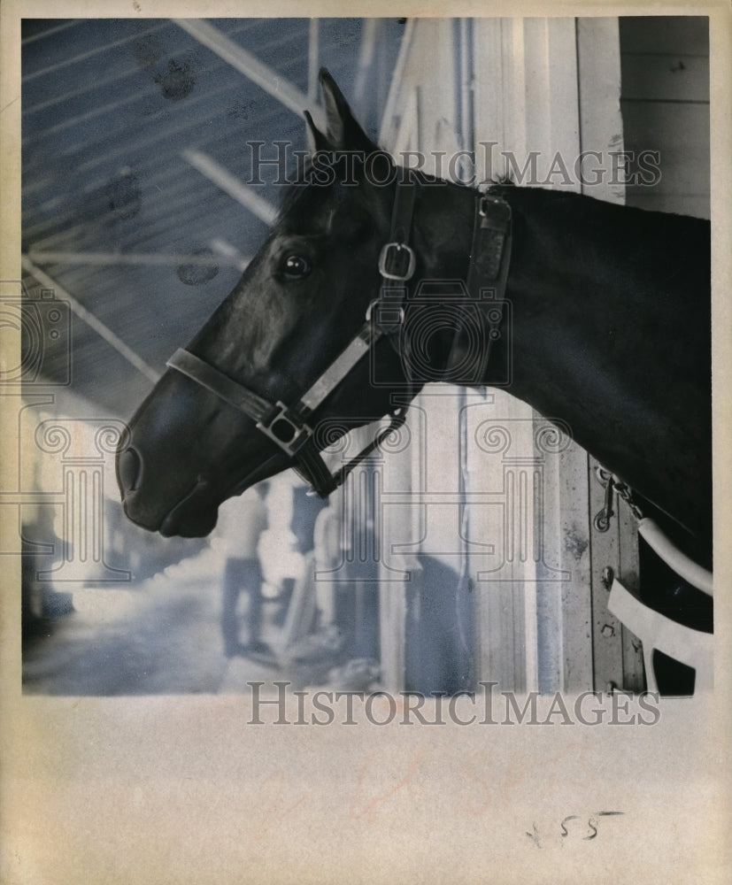 1963 Press Photo Side View Of A Black Racehorse Sticking His Head Out Of Stable - Historic Images