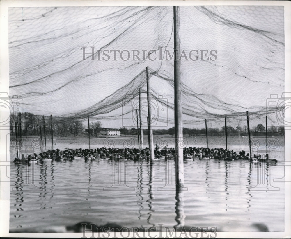 1959 Press Photo Mallard ducks on Lake Sullivan in feeding pens - nes20214 - Historic Images