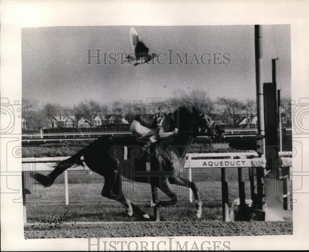 1971 Press Photo Ed Belmonte on Laminate at Aqueduct NY races wins - nes21523 - Historic Images