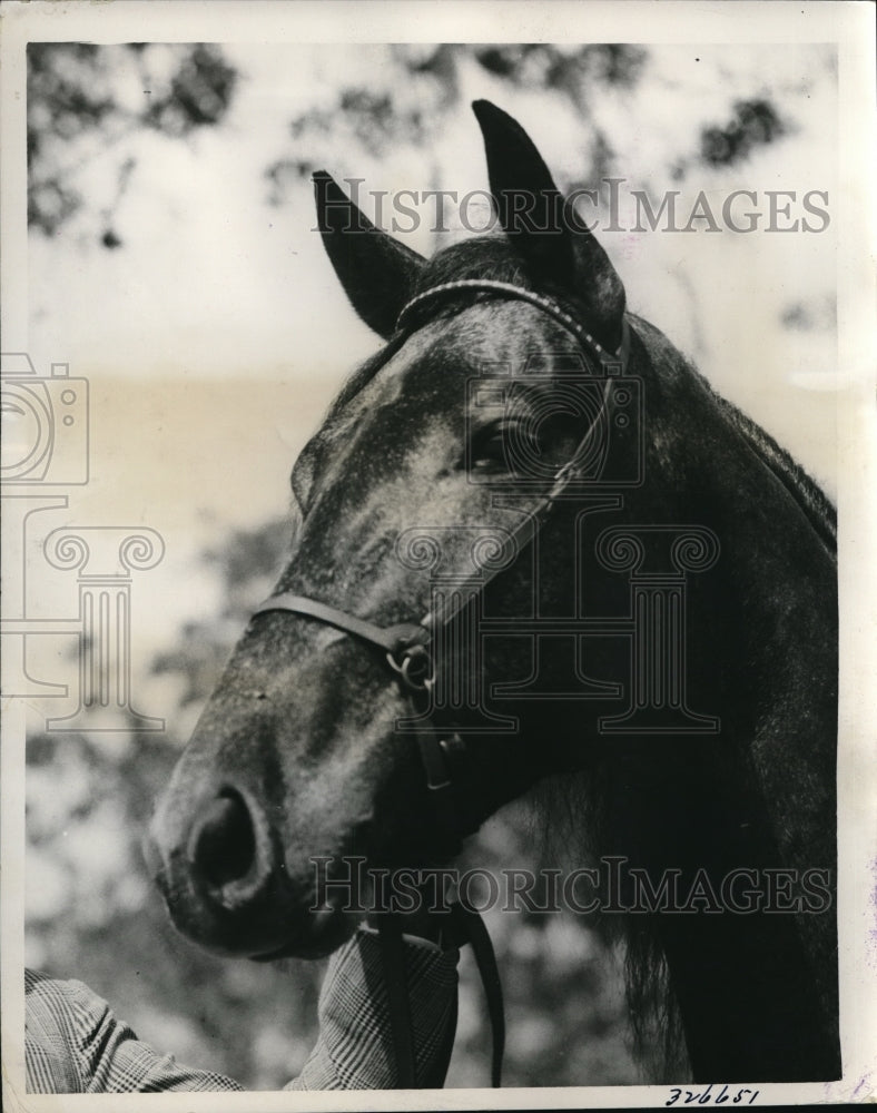 1935 Press Photo Silver King, one of the best three year old trotters - Historic Images