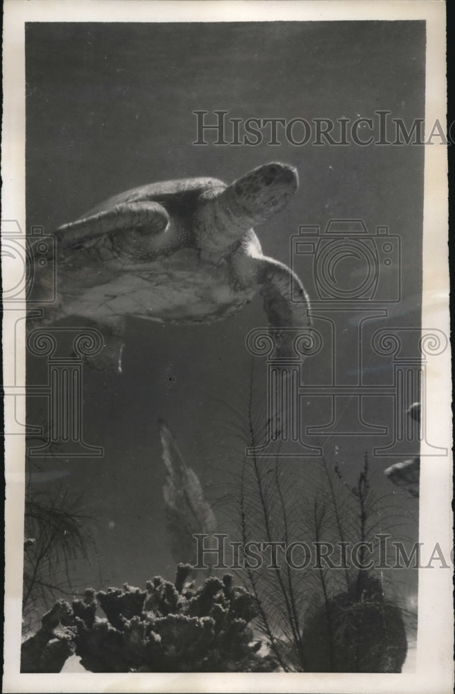 1938 Press Photo Marineland Fla 235 lb loggerhead turtle at aquarium - nes25403- Historic Images