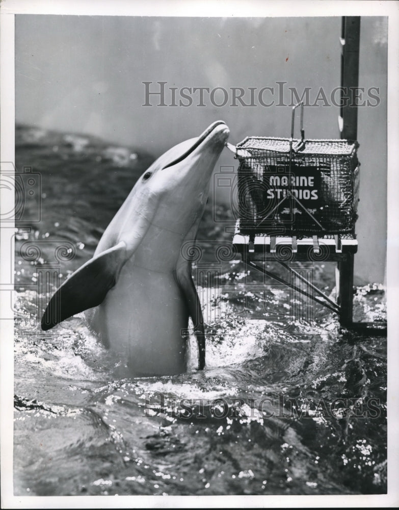 1954 Press Photo Marineland Fla a dolphin gets fish from cage at aquarium- Historic Images