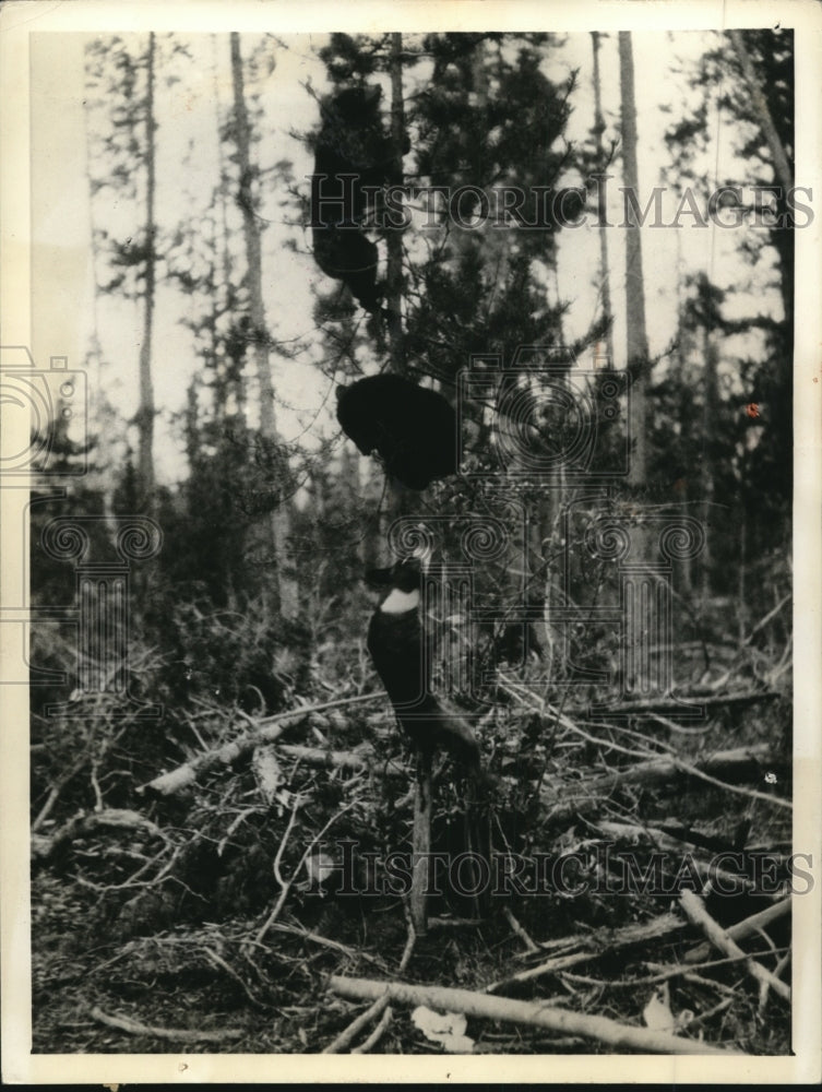 1935 Press Photo A dog chasesd bear cubs up a tree in the woods - nes26892 - Historic Images