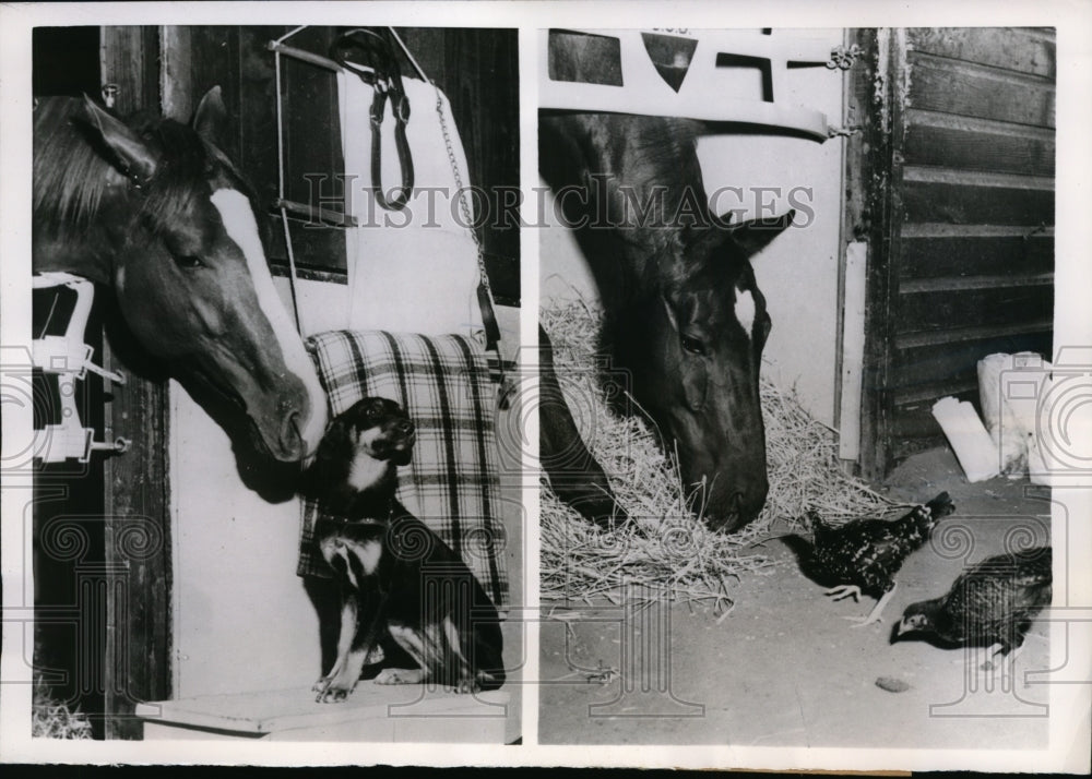 1955 Press Photo Oceanport NJ horses Beau Gain &amp; Landlocked in stables- Historic Images