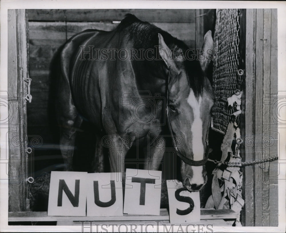 1952 Press Photo Cho Cho San spells out reply to question about Lady Wonder - Historic Images