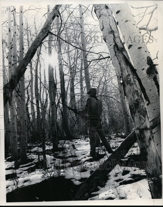 1979 Press Photo A hunter in the woods scans for elk on the slopes - nes45265 - Historic Images