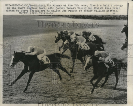 1958 Press Photo Ever Best bears Miss Erlen and Golden One at Hialeah Park - Historic Images