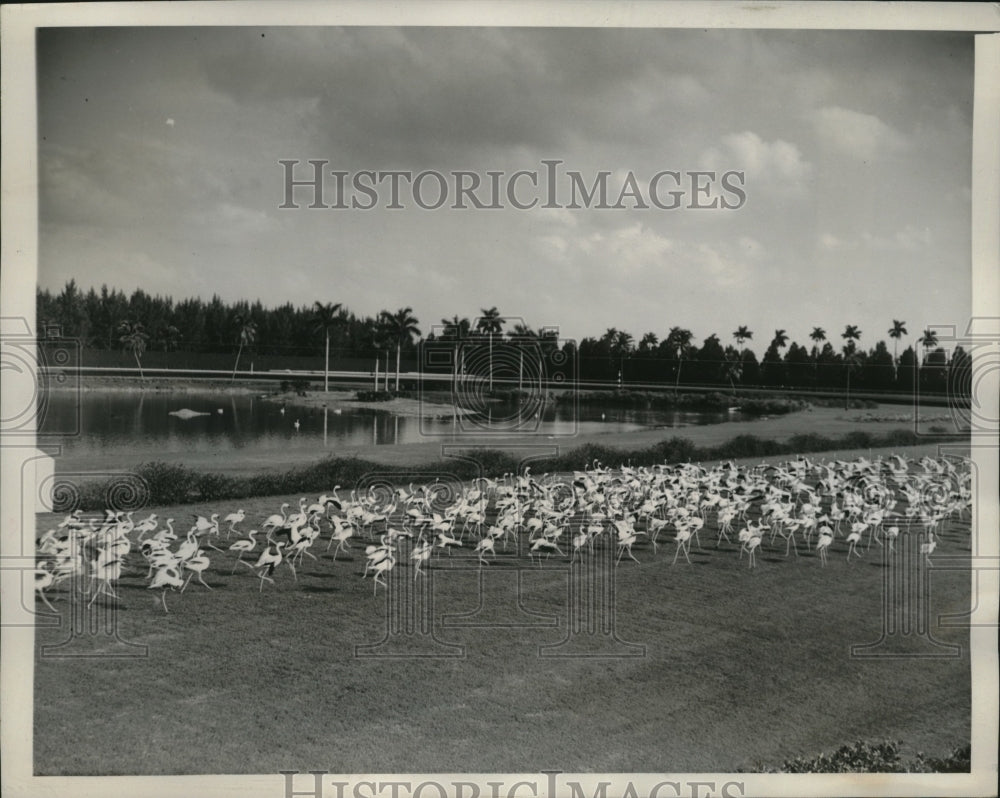 1940 Press Photo Flamingos on parade at Hialeah Park for Flamingo Stakes race - Historic Images