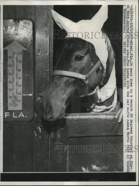 1957 Press Photo Horse North Pole II at Hialeah stables with ear muffs for cold - Historic Images