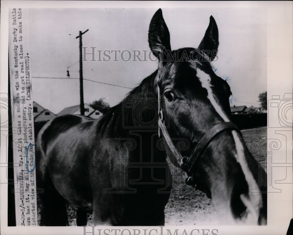 1951 Press Photo Battle Worn, a potential entry in the Kentucky Derby horse race - Historic Images