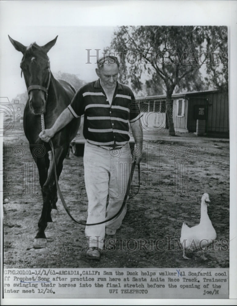 1961 Press Photo Al Scafardi &amp; horse Prophet Song at Santa Anita track in CA- Historic Images